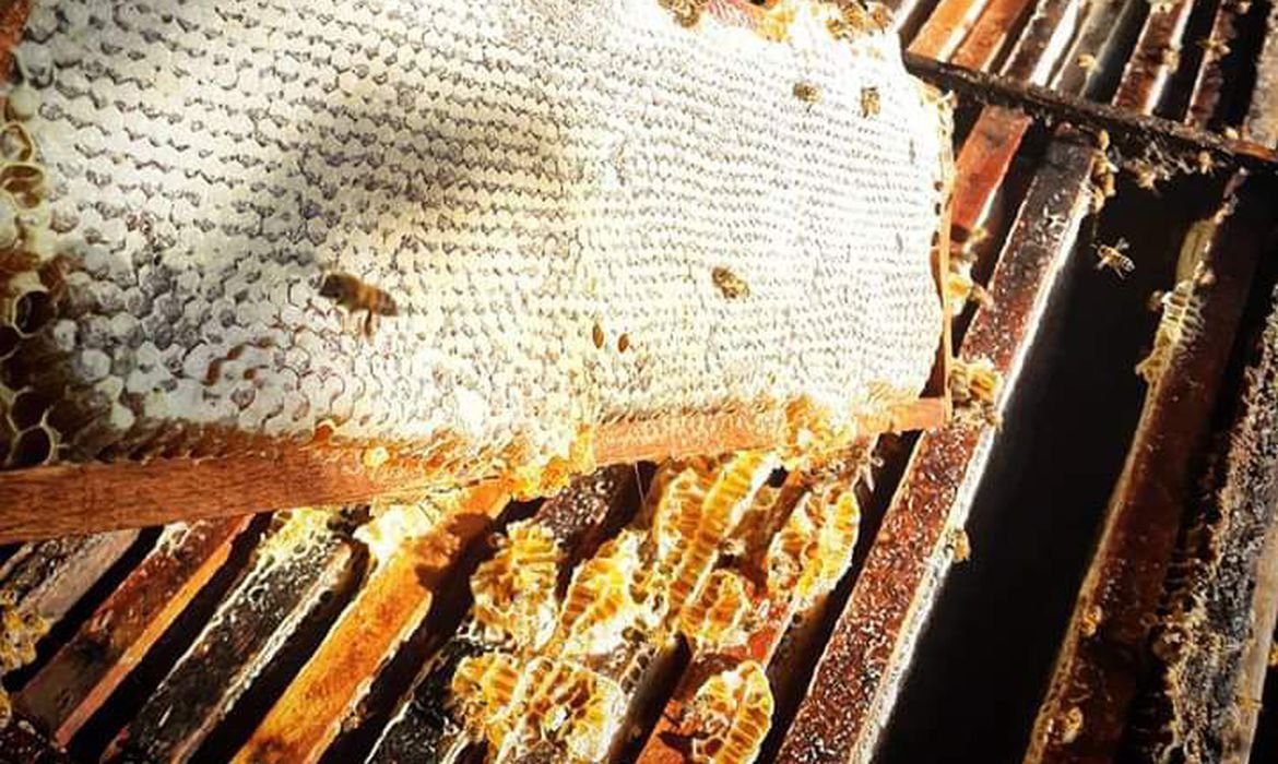 Read more about the article Comércio ilegal de abelhas na internet é ameaça à espécie