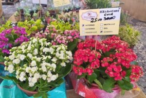 Leia mais sobre o artigo Feira de Flores de Holambra em parceria com a Apae Aracaju chega na capital