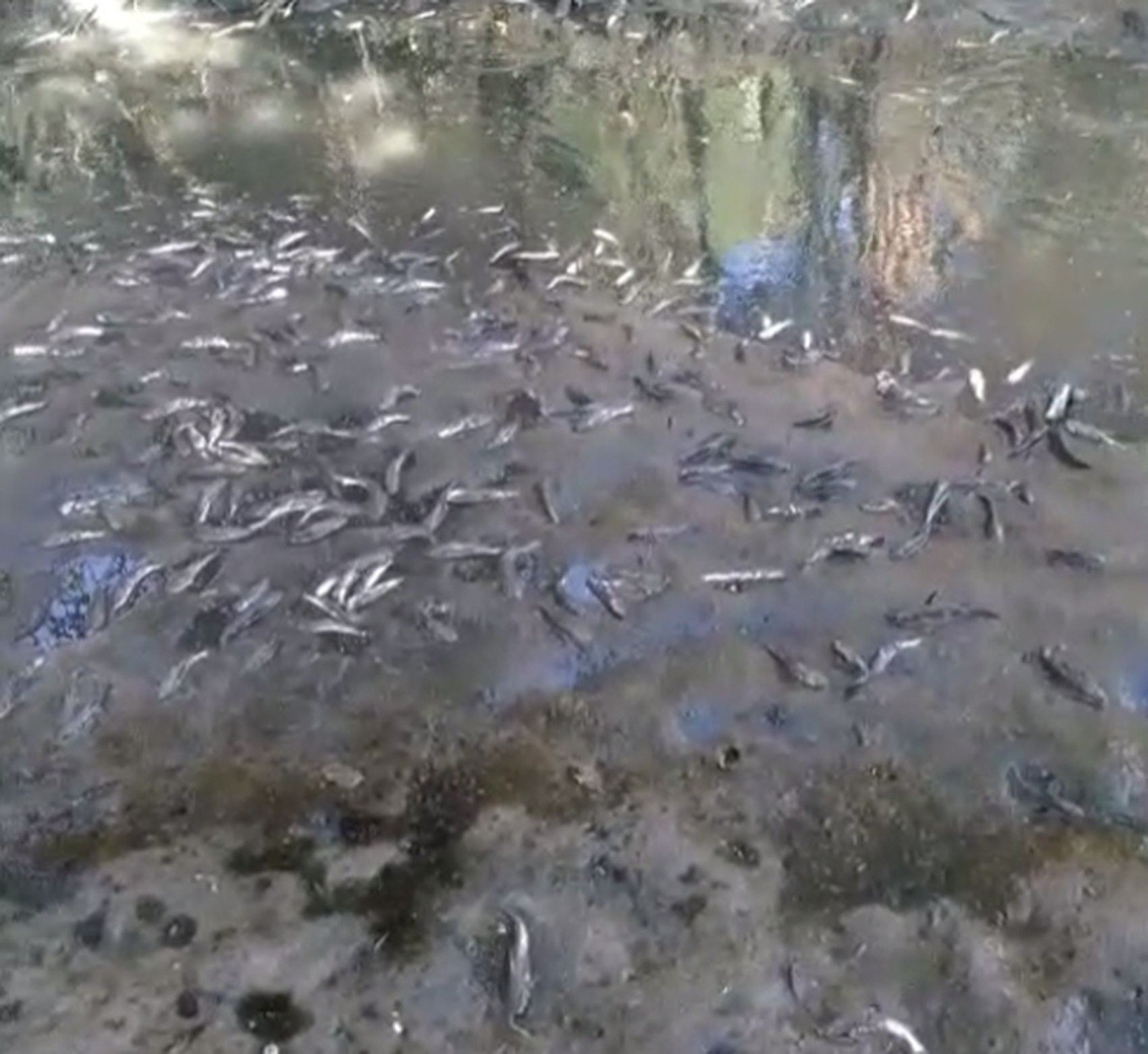 Você está visualizando atualmente Pescadores denunciam mortandade de peixes no Rio do Sal, em Aracaju