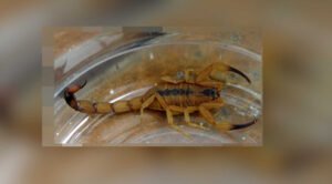 Leia mais sobre o artigo Saúde orienta sobre cuidados em caso de picada de escorpião