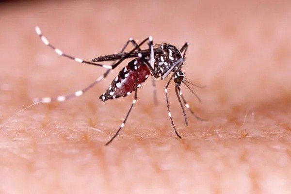Leia mais sobre o artigo Dengue: Sergipe fica de fora da remessa inicial de doses da vacina
