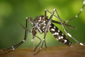 Leia mais sobre o artigo Sergipe registra a primeira morte por dengue em 2024 confirmada