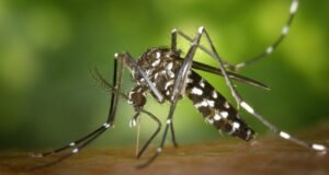 Leia mais sobre o artigo Oito municípios do estado de Sergipe terão vacina contra a dengue