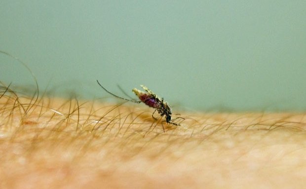 Leia mais sobre o artigo Idoso é diagnosticado com malária no estado de Sergipe